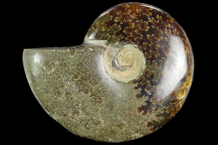 Polished, Agatized Ammonite (Cleoniceras) - Madagascar #119132